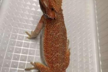 Bearded dragons kaufen und verkaufen Photo: Wish to purchase red/yellow Bearded Dragon - female