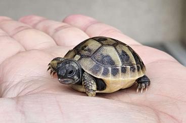Landschildkröten kaufen und verkaufen Foto: Griechische Landschildkröten NZ 2023