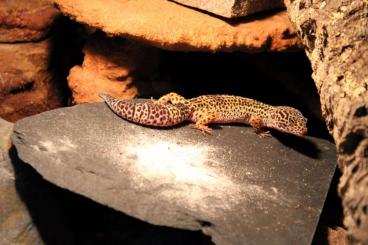 Geckos kaufen und verkaufen Foto: Leopard Geckos, Zuchtgruppe inklusive allem Zubehör 