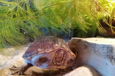Sumpfschildkröten kaufen und verkaufen Foto: Moschusschildkröte(Sternotherus odoratus)