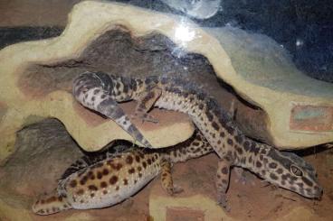 Geckos kaufen und verkaufen Photo: Verschenke 4 Leoparden Geckos