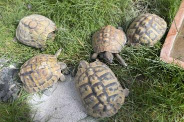 Landschildkröten kaufen und verkaufen Foto: Griechische Landschildkröten (THB)
