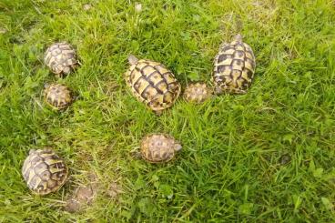 Landschildkröten kaufen und verkaufen Foto: Griechische Landschildkröten 