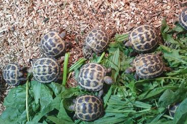 Landschildkröten kaufen und verkaufen Foto: Vierzehenlandschildkröte 