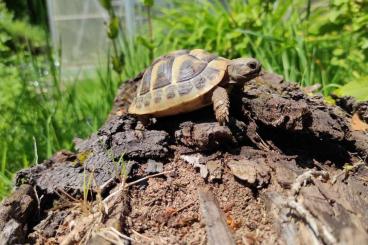 Landschildkröten kaufen und verkaufen Foto: Wunderschöne dreijährige THB 