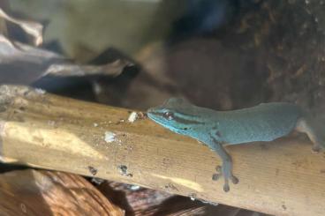 Geckos kaufen und verkaufen Photo: 1.0 Lygodactylus Williamsi *angemeldet und abholbereit*