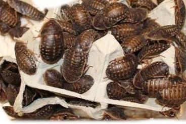 Insekten kaufen und verkaufen Photo: Argentinische Waldschaben, Blabtica dupia Insekten kaufen und verkaufen Photo: Argentinische Waldschaben, Blabtica dupia