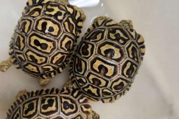 Tortoises kaufen und verkaufen Photo: 0, 1 T.g. armeniaca, marokkensis, carbonaria , sulcata,