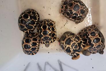 Landschildkröten kaufen und verkaufen Foto: As. radiata, Stig. p. pardalis, T marginata  G. carbo. cherry head