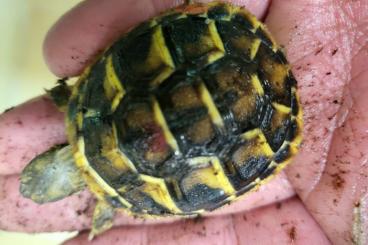 Schildkröten kaufen und verkaufen Foto: T. marginata, graeca, h.hermanni, boettgeri Schildkröten kaufen und verkaufen Foto: T. marginata, graeca, h.hermanni, boettgeri