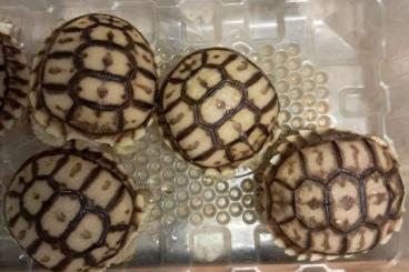 Landschildkröten kaufen und verkaufen Foto: As. radiata, G. elegans, Stig,p.p., babcocki, C. sulcata Landschildkröten kaufen und verkaufen Foto: As. radiata, G. elegans, Stig,p.p., babcocki, C. sulcata