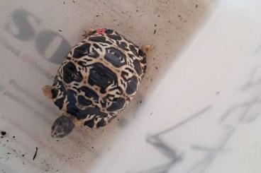 Tortoises kaufen und verkaufen Photo: As. radiata, Stig. p. pardalis, babcoki,Csulcata G. carbo. cherry head