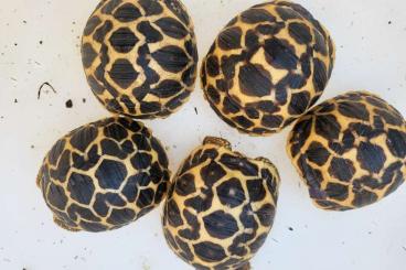 Tortoises kaufen und verkaufen Photo: As. radiata,G.elegans,Stig,p,pardalis,sulcata, carbo cherry Tortoises kaufen und verkaufen Photo: As. radiata,G.elegans,Stig,p,pardalis,sulcata, carbo cherry