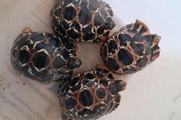 Landschildkröten kaufen und verkaufen Photo: As. radiata, G. elegans, Stig,p,pardalis, babcocki, carbonaria chery Landschildkröten kaufen und verkaufen Photo: As. radiata, G. elegans, Stig,p,pardalis, babcocki, carbonaria chery
