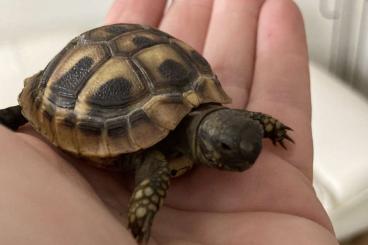 Schildkröten  kaufen und verkaufen Foto: Griechische Landschildkröten Schlupf 2023