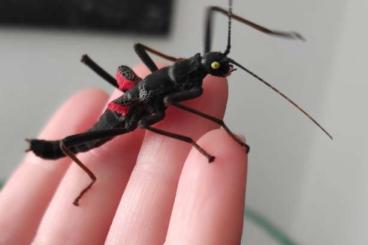 Insects kaufen und verkaufen Photo: Samtschrecken, verschiedene Entwicklungsstadien 