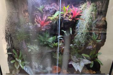 Poison dart frogs kaufen und verkaufen Photo: Verschiedene Dendrobaten, Hobbyauflösung Poison dart frogs kaufen und verkaufen Photo: Verschiedene Dendrobaten, Hobbyauflösung