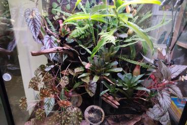 Poison dart frogs kaufen und verkaufen Photo: Dendrobaten Terrarium ENT Toxfrogs Poison dart frogs kaufen und verkaufen Photo: Dendrobaten Terrarium ENT Toxfrogs