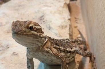 Bearded dragons kaufen und verkaufen Photo: Zwei Zwergbartagamen  Bartagamen 