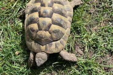 Tortoises kaufen und verkaufen Photo: Griechische Landschildkröten thb