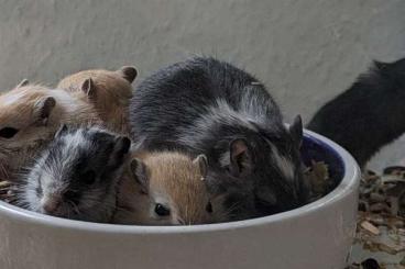 Exotische Säuger kaufen und verkaufen Foto: 5 junge Rennmäuse abzugeben Wüstenrennmäuse Gerbil Mäuse 
