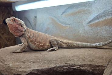 Bearded dragons kaufen und verkaufen Photo: Verschenken 3,5 Jahre alte Bartagame Bearded dragons kaufen und verkaufen Photo: Verschenken 3,5 Jahre alte Bartagame