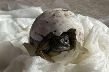 Landschildkröten kaufen und verkaufen Foto: Griechische Landschildkröten THB suchen ein neues Zuhause