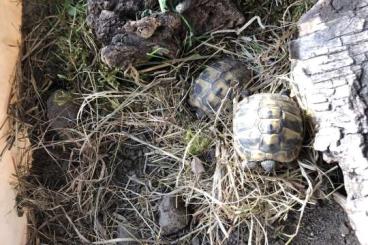 Tortoises kaufen und verkaufen Photo: Griechische Landschildkröten Nachzucht 2023