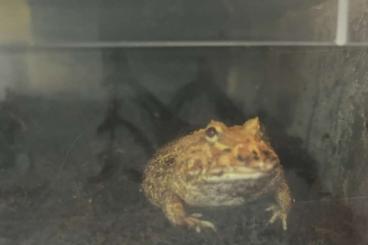 frogs kaufen und verkaufen Photo: Schmuckhornfrosch cranwelli
