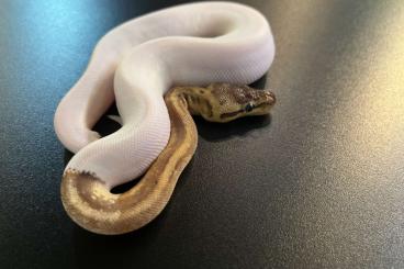 Königspythons kaufen und verkaufen Foto: 2.2 Lemonblast pied het albino 