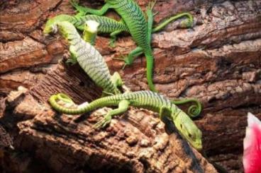 Lizards kaufen und verkaufen Photo:  Green tree monitor babies