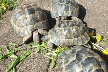 Tortoises kaufen und verkaufen Photo: Maurische Landschildkröten Weibchen, 2009/2013/2014