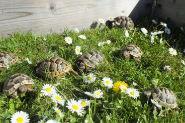 Tortoises kaufen und verkaufen Photo: Maurische Landschildkröten, Nachzucht 2022