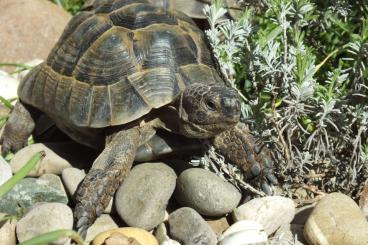Landschildkröten kaufen und verkaufen Foto: Maurische Landschildkröten, Männchen, NZ 2014 mit Cites