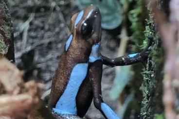Frösche kaufen und verkaufen Foto: 1,1,1 Oophaga Histrionica Atrato Blue Frösche kaufen und verkaufen Foto: 1,1,1 Oophaga Histrionica Atrato Blue