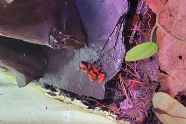Frösche  kaufen und verkaufen Foto: 0.0.1 Oophaga Histrionica Bahia Solano