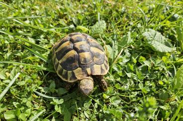 Landschildkröten kaufen und verkaufen Foto: Griechische Landschildkröten