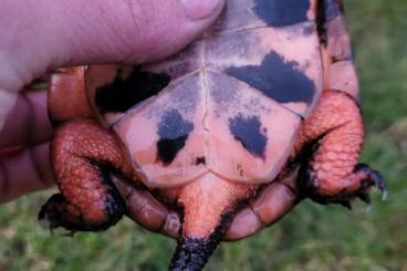 Sumpfschildkröten kaufen und verkaufen Foto: Clemmys Guttata / Tropfenschildkröte