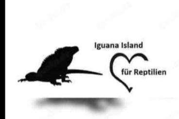 Echsen  kaufen und verkaufen Foto: Iguana Island nimmt kostenlos Grossechsen auf