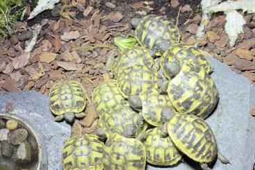 Schildkröten  kaufen und verkaufen Foto: Griechische Landschildkröten 