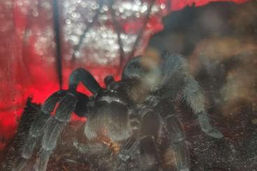 Vogelspinnen kaufen und verkaufen Foto: Many tarantulas with accesories. Whole 