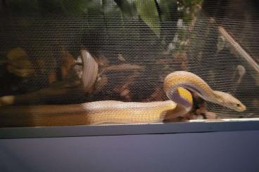 Snakes kaufen und verkaufen Photo: Zwei Kornnattern mit kompletten Zubehör abzugeben
