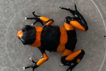 Pfeilgiftfrösche kaufen und verkaufen Foto: 1.0. Oophaga Lehmanni Rouge