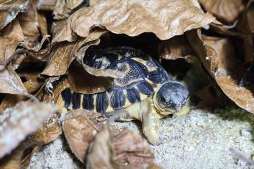 Landschildkröten kaufen und verkaufen Foto: Astrochelys radiata babies 2023