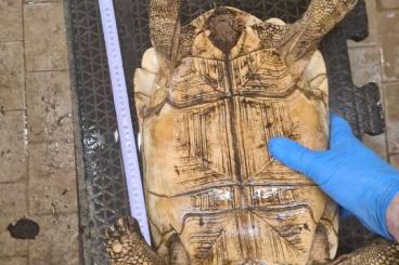 Tortoises kaufen und verkaufen Photo: Stigmochelys pardalis pardalis femail