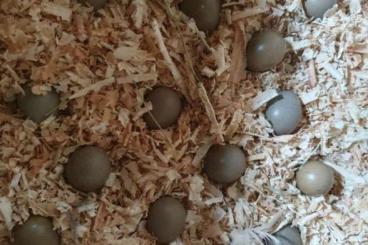 Futtertiere kaufen und verkaufen Foto: Zwergwachtel Eier, Futter Eier, Kleine Eier, Eier