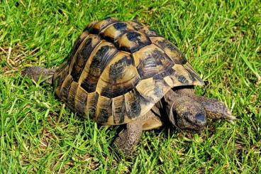 Landschildkröten kaufen und verkaufen Foto: Adulter Griechischer Landschildkröten-Bock (2007) abzugeben