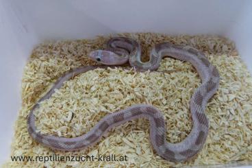 Schlangen kaufen und verkaufen Foto: Erdnatter Pantherophis obsoletus Schlangen kaufen und verkaufen Foto: Erdnatter Pantherophis obsoletus