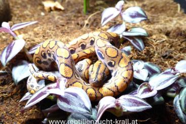 Boas kaufen und verkaufen Photo: Regenbogenboa Epicrates cenchria Boas kaufen und verkaufen Photo: Regenbogenboa Epicrates cenchria