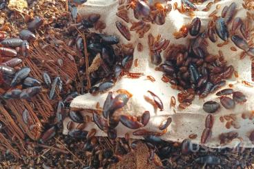 Futtertiere kaufen und verkaufen Foto: Paraplecta minutissima ex. Blaeridae spec. Kenia Futtertiere kaufen und verkaufen Foto: Paraplecta minutissima ex. Blaeridae spec. Kenia